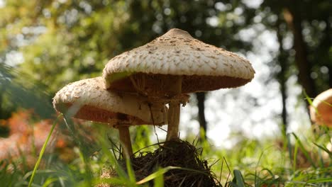 macro shot of a mushroom in english woodland, possibly the prince, agaricus augustus