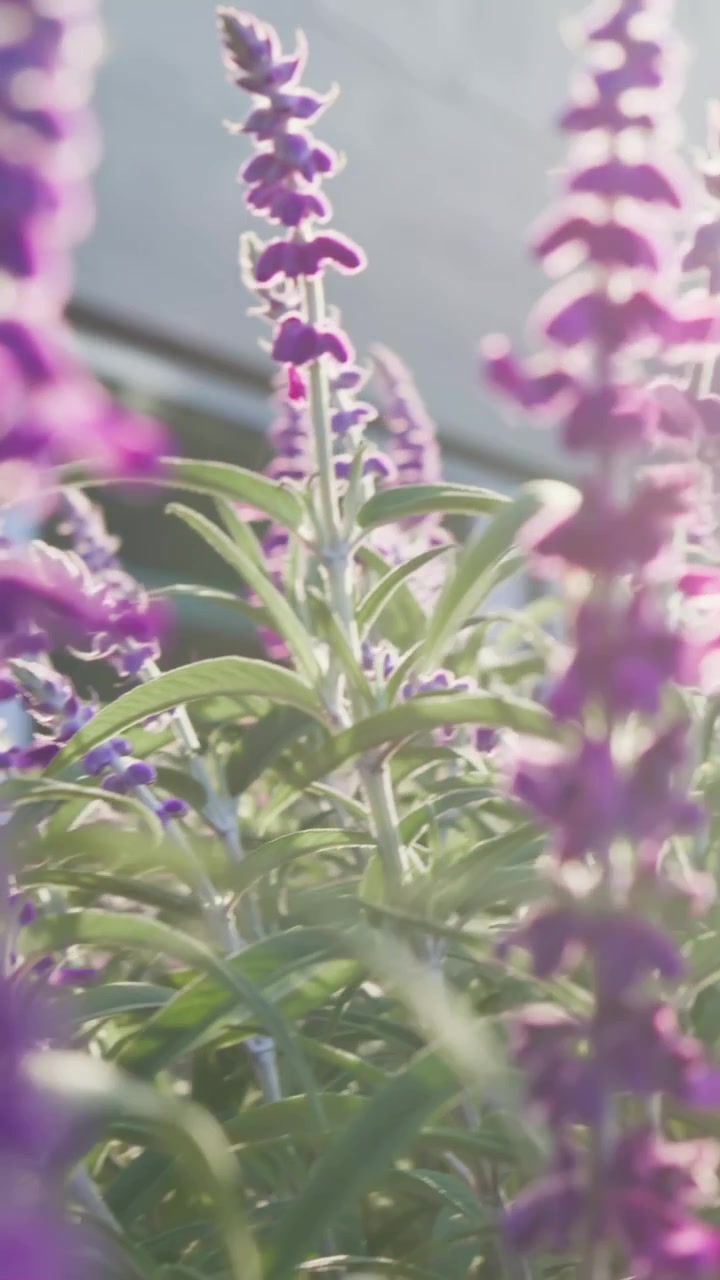 Video verticale: Panoramica di alte spighe di fiori viola che si mettono a fuoco in giardino per dettagli in controluce.