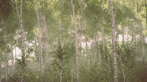 Spring-in-the-birch-grove-forest