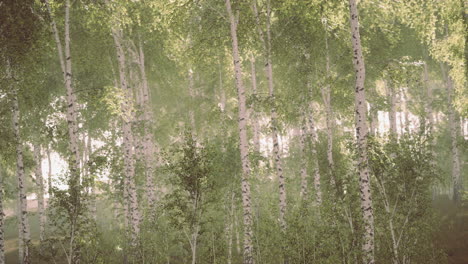 primavera en el bosque de abedules