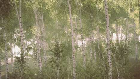 spring in the birch grove forest