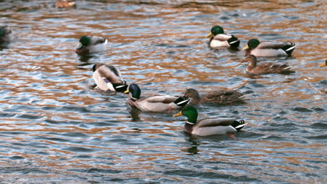 Enten-Schwimmen-Auf-Dem-See