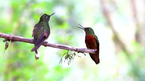 selective focus on two hummingbirds resting on a tree.