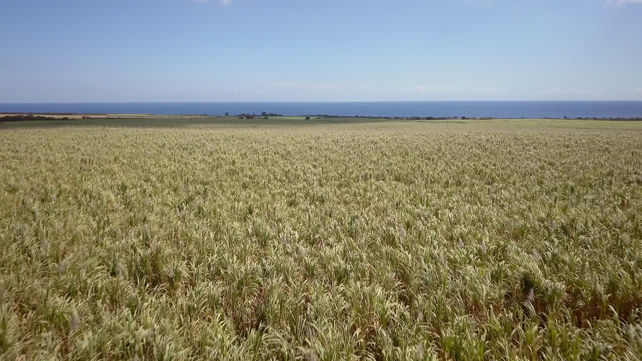 disparo de drones avanzando justo por encima del campo de caña de azúcar en la isla mauricio