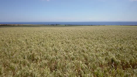 disparo de drones avanzando justo por encima del campo de caña de azúcar en la isla mauricio