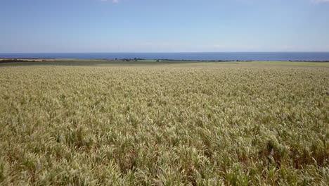 drone shot going forward just above sugar cane field in mauritius island