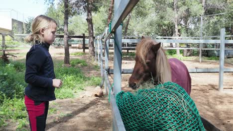 girl feeding a pony