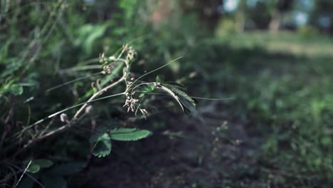vergüenza planta actividad video en cámara lenta
