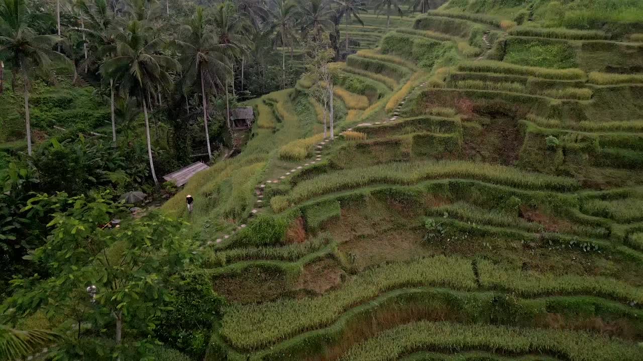 imagen de avión no tripulado de la terraza de arroz de tegallalang, en bali.