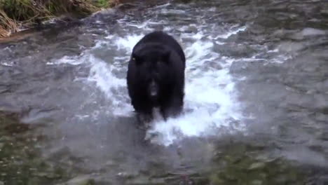 Bär-Im-Fluss,-Der-Versucht,-Einen-Fisch-In-Einer-Schnell-Fließenden-Flussströmung-Zu-Fangen