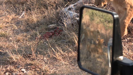 un león joven pasa junto a un vehículo, los otros cachorros son visibles en el espejo lateral