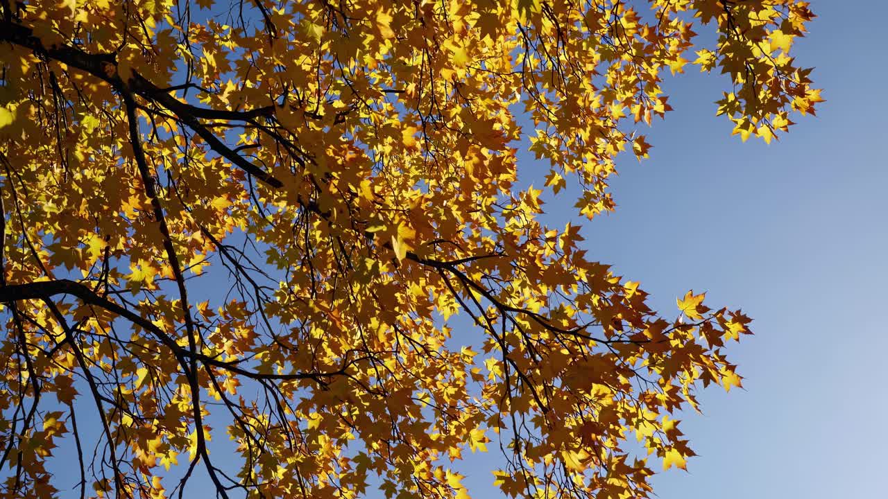 A serene video captures golden autumn leaves against a clear blue sky, shot from a low angle