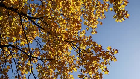 a serene video captures golden autumn leaves against a clear blue sky, shot from a low angle