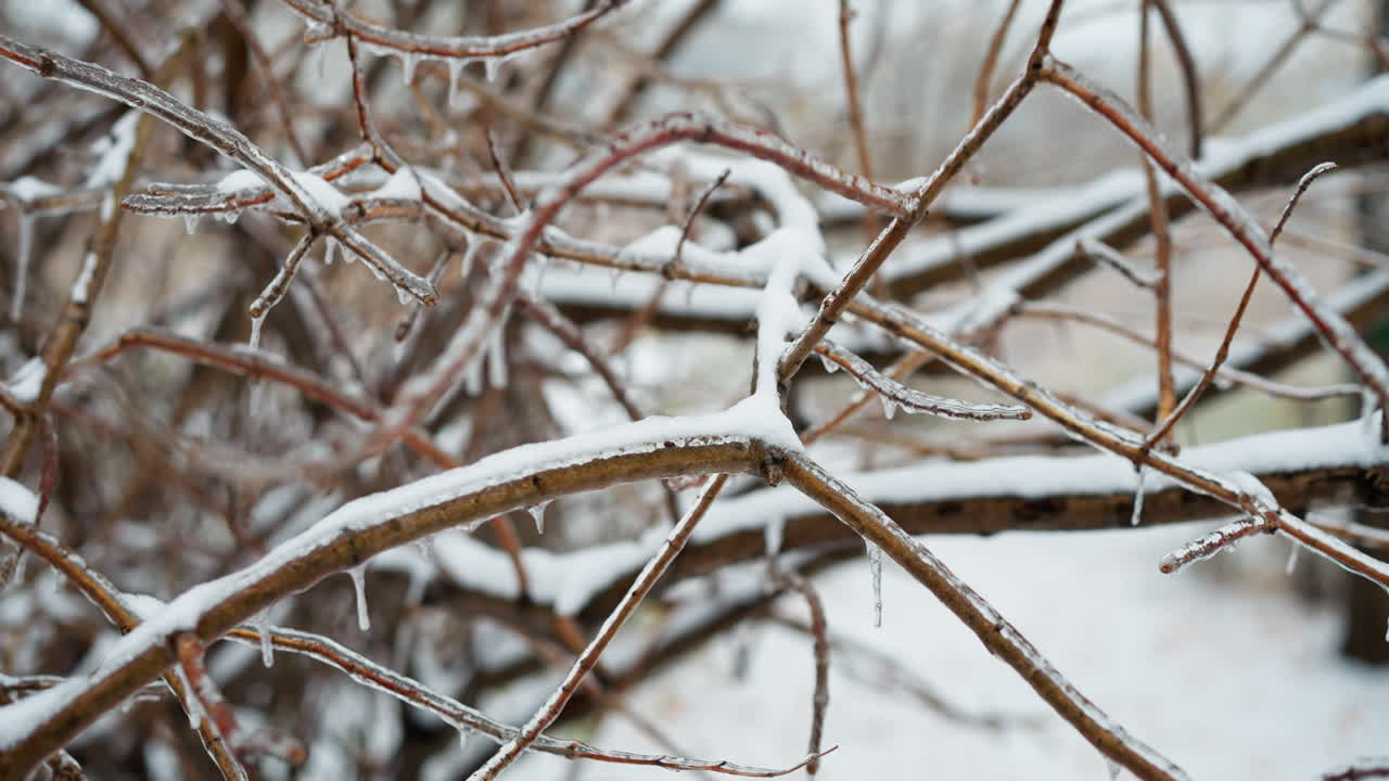 Snow-covered tree branches with intricate ice details creating a serene winter landscape, emphasizing natural textures and the stillness of a frosty environment