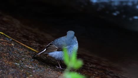 This-female-Plumbeous-Redstart-is-not-as-colourful-as-the-male-but-sure-it-is-so-fluffy-as-a-ball-of-a-cute-bird