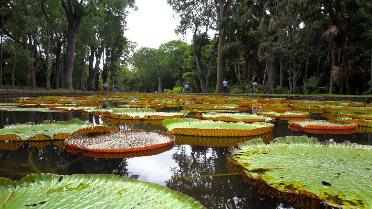 гигантские водяные лилии в ботанических садах маврикия