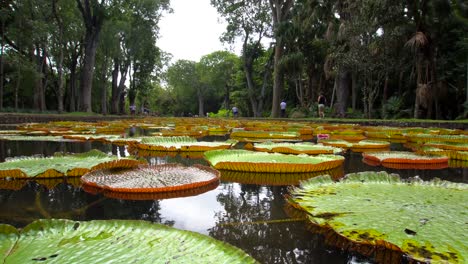 giant water lilies in mauritius botanical gardens