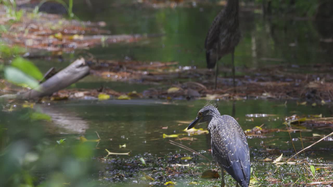 Two birds forage in a still, murky wetland surrounded by dense vegetation and scattered reflections