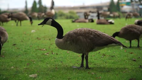 Bandadas-De-Gansos-Alimentándose-A-Orillas-Del-Río-Willamette-En-Portland,-Oregon