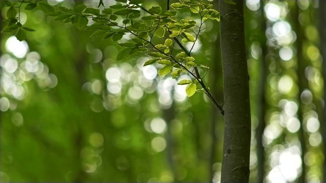 árbol de haya tranquilo. sus hojas ligeramente ondulando en el viento. hermoso verde floral borroso fondo boke con círculos blancos. uhd