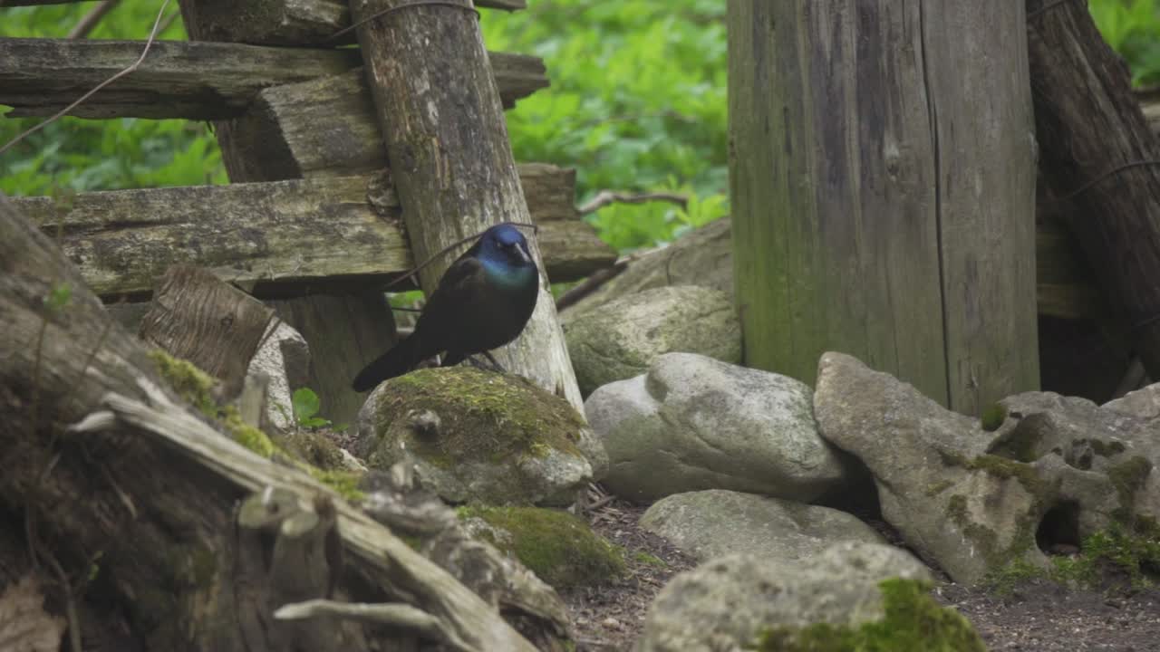 primer plano hermoso retrato de un grackle común en el bosque, hermoso pájaro salvaje en cámara lenta