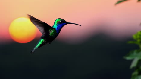 hummingbirds in flight at sunset and amidst nature