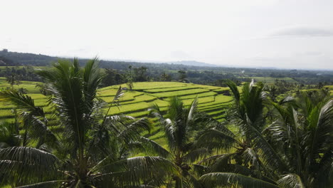 Palm-Trees-In-Beautiful-Rice-Terrace-Fields-In-North-Bali,-Indonesia---aerial-drone-shot