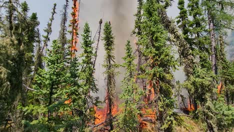 los árboles verdes se elevan hacia el cielo mientras se incendian y llenan el cielo de humo