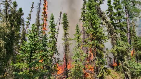 green trees tower into the sky as they catch fire and fill the sky with smoke