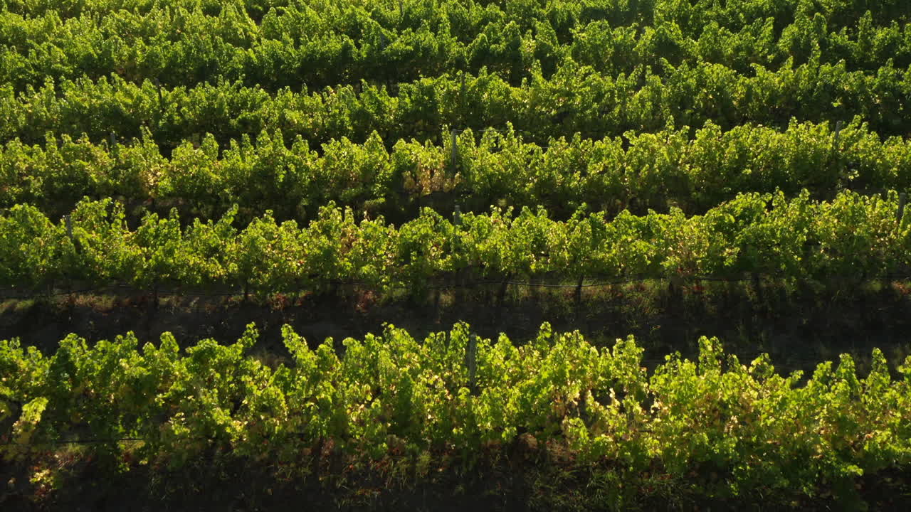 exuberantes viñedos verdes en la finca vinícola del restaurante bramon, plettenberg bay en sudáfrica