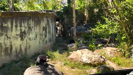 black bear exploring zoo enclosure in thailand