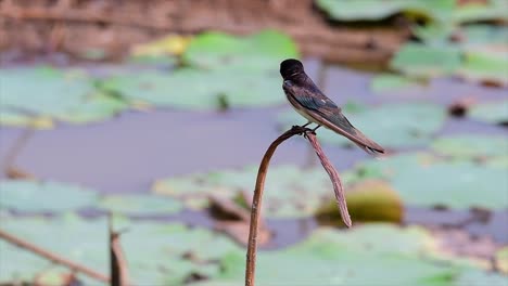 un piccolo uccello in rapido movimento che si trova quasi ovunque nel mondo, il più delle volte volando in giro per catturare alcuni piccoli insetti