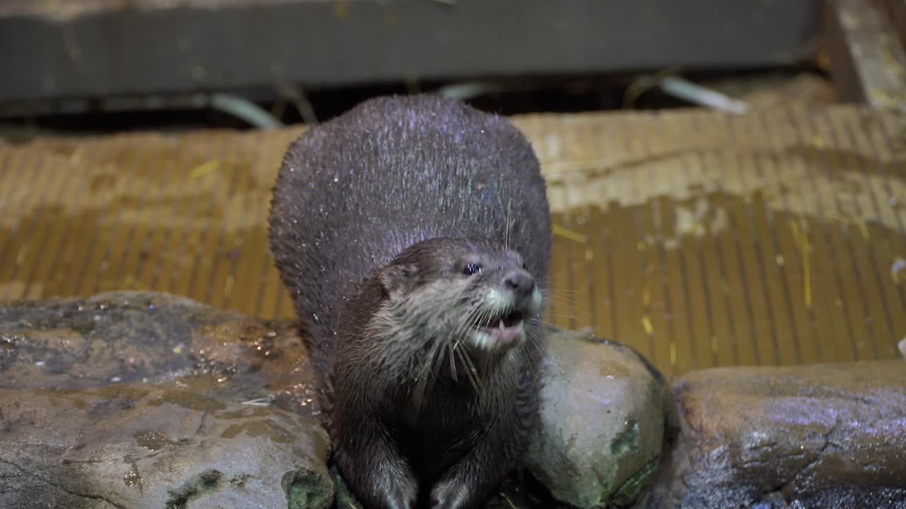 Close-up of a cute otter eating pieces of fish from the front view