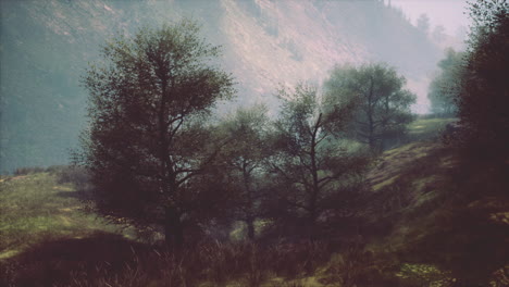 a foggy forest with tall trees