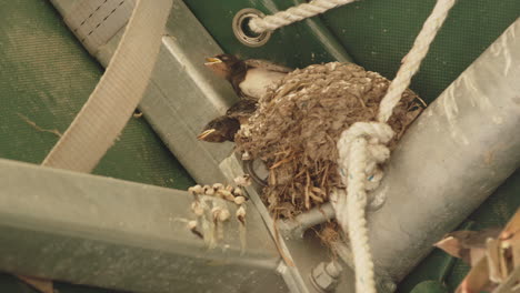 swallow nestlings on edge of clay nest demanding food from parents