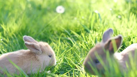 cute rabbits in sunny green grass