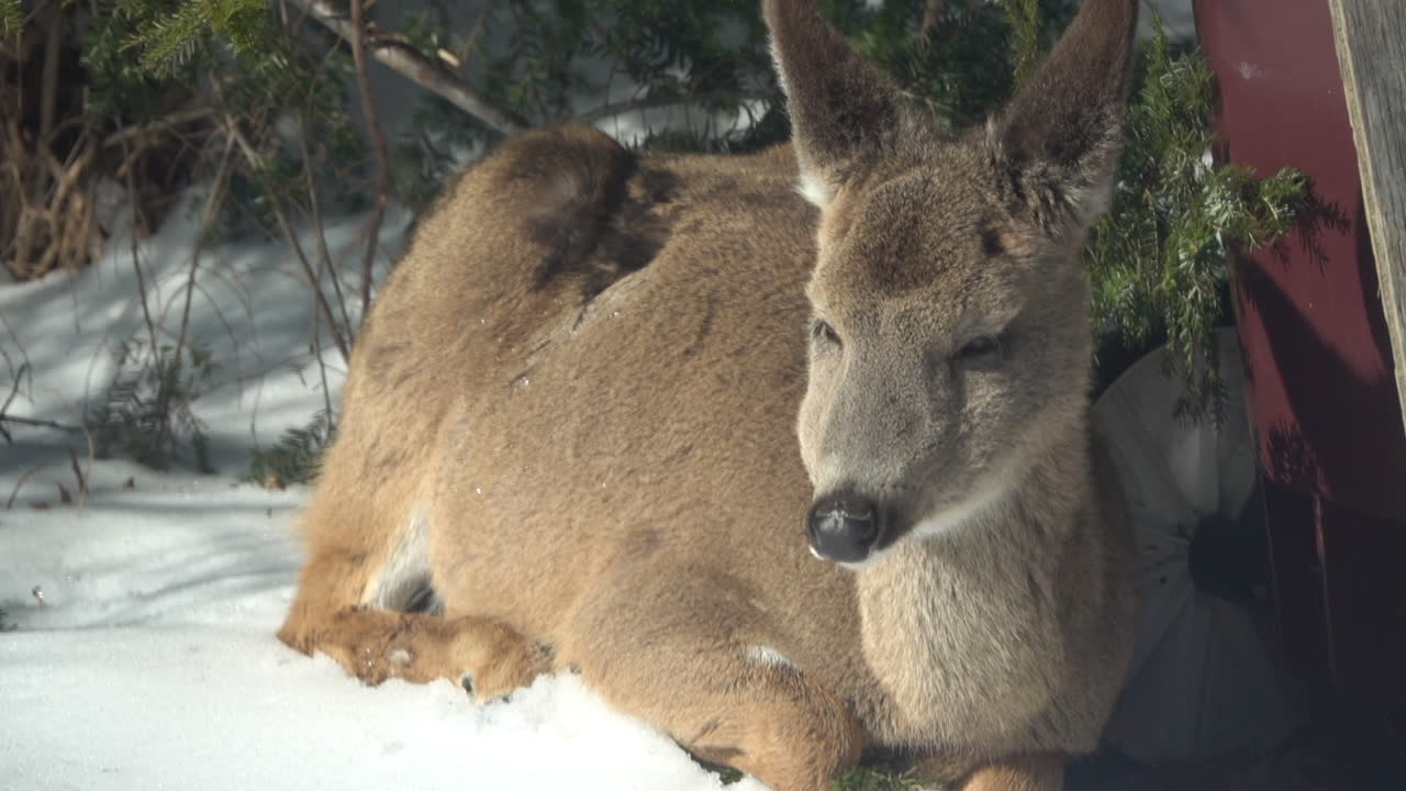 흰꼬리 사슴이 새김질을 하다