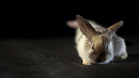 Primer-Plano-De-Una-Mascota-Joven-Conejo-Blanco-Y-Marrón