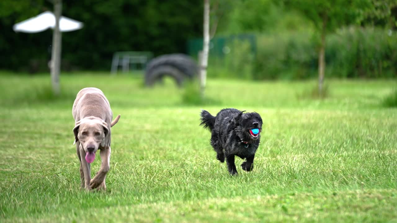 Tired Weimaraner dog slowly walking back towards the camera panting whilst Miniature Labradoodle running with a ball in it's mouth in a green grass field on a dog walk in slow motion