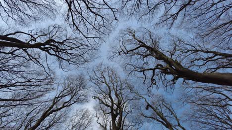 looking up at the blue sky while walking in a forest with no leaves on the trees