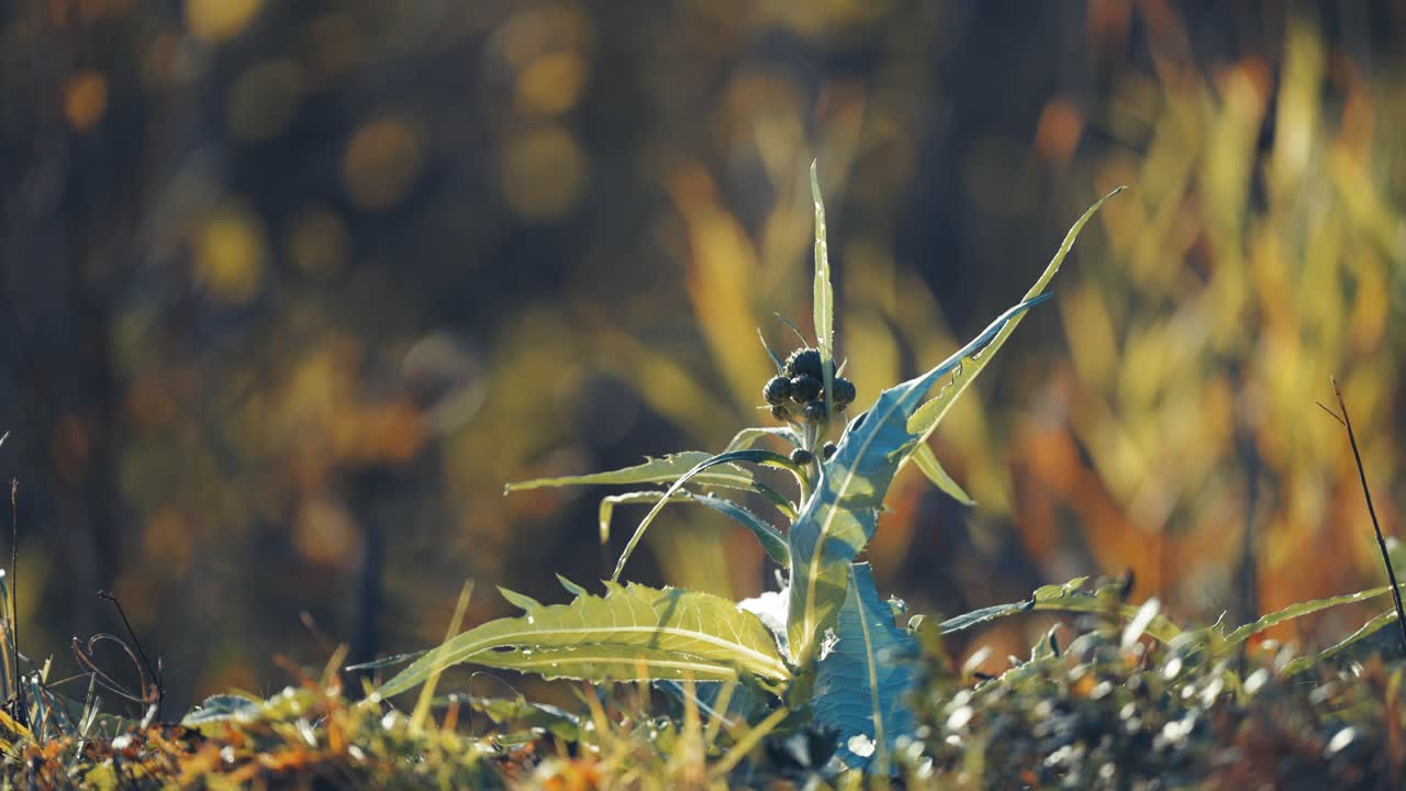 Thistle flower buds and spiky leaves surrounded by withered autumn grass