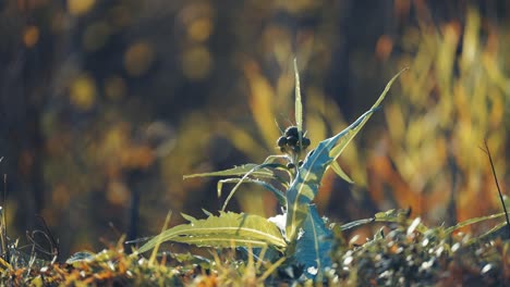 Thistle-flower-buds-and-spiky-leaves-surrounded-by-withered-autumn-grass