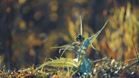 brotes de flores de cardo y hojas puntiagudas rodeadas de hierba seca de otoño