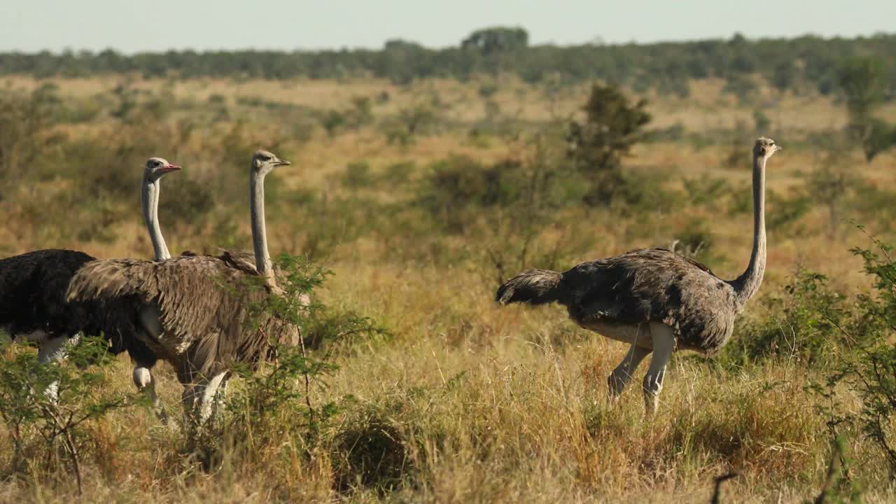 Ampia inquadratura di quattro struzzi che camminano attraverso l'inquadratura, Greater Kruger