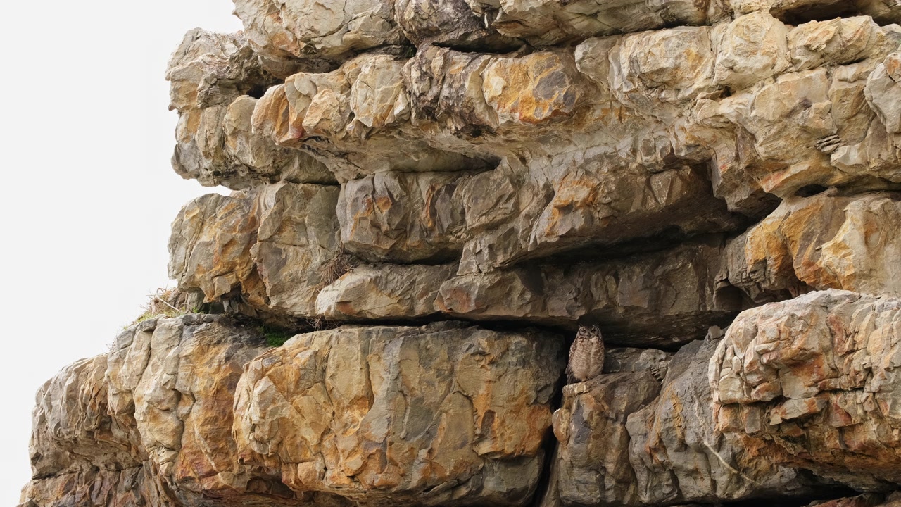 Gufo reale maculato appollaiato su rocce sotto una sporgenza in una scogliera costiera