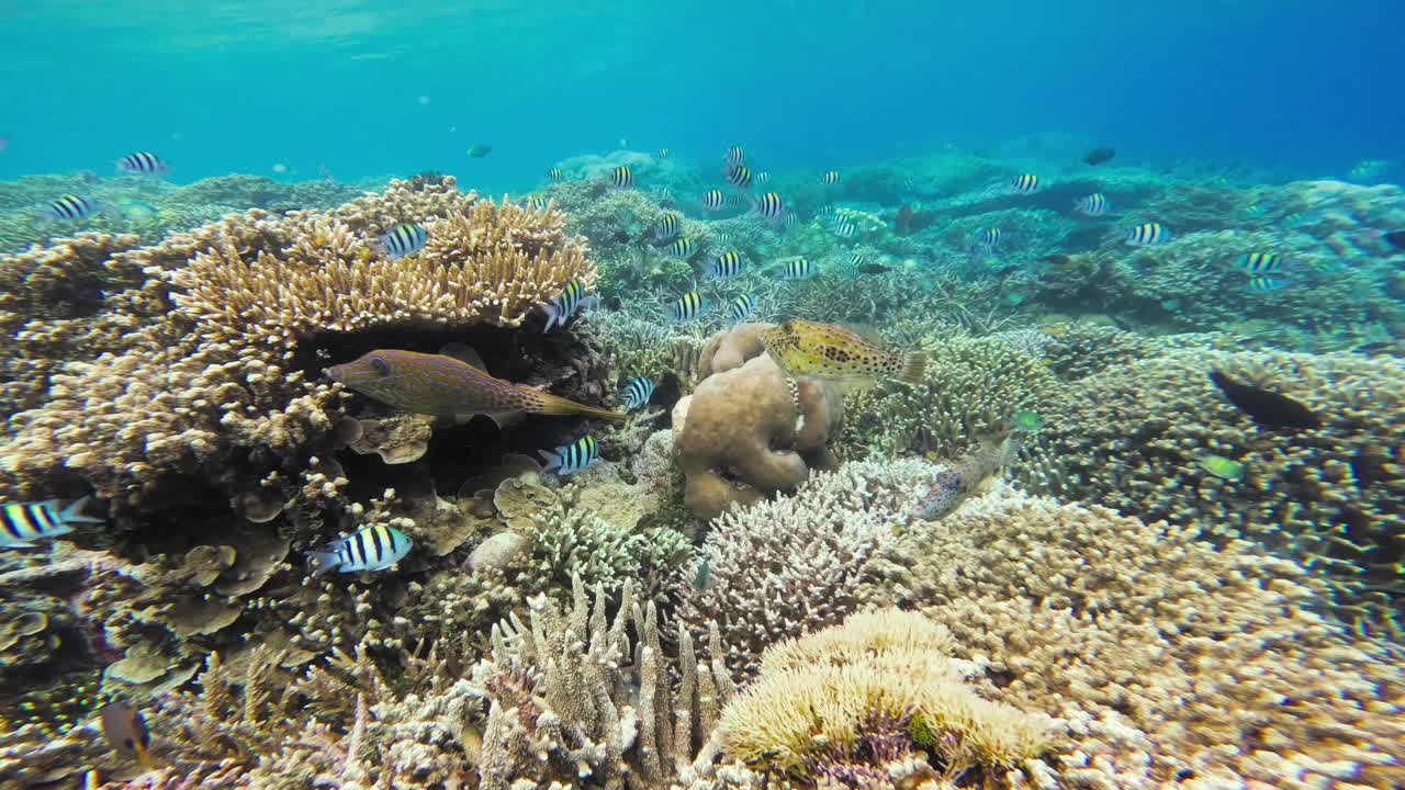 un pez archivo garabateado en un arrecife de coral en raja ampat, indonesia