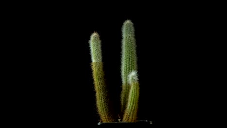 green cactus with sharp thin needles rotates on dark background.