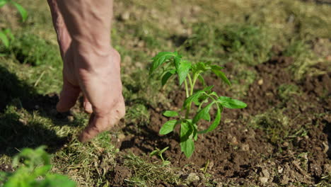 digging up the ground to plant tomatoes.