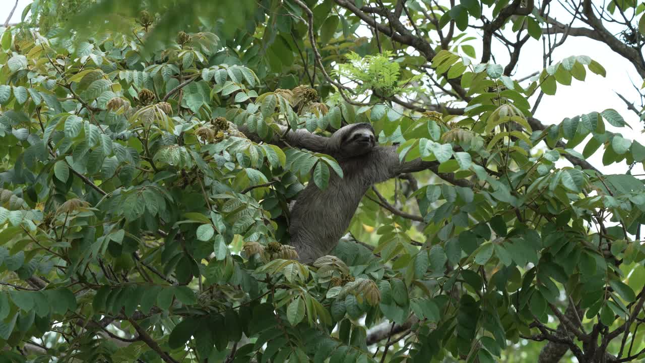 Three Clawed Sloth Reaching and Pulling on Branch