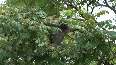 three clawed sloth reaching and pulling on branch